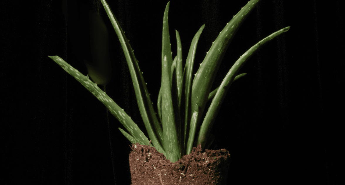 aloe vera shampoo and conditioner Aloe Vera Natural Shampoo & Conditioner Set main image 0