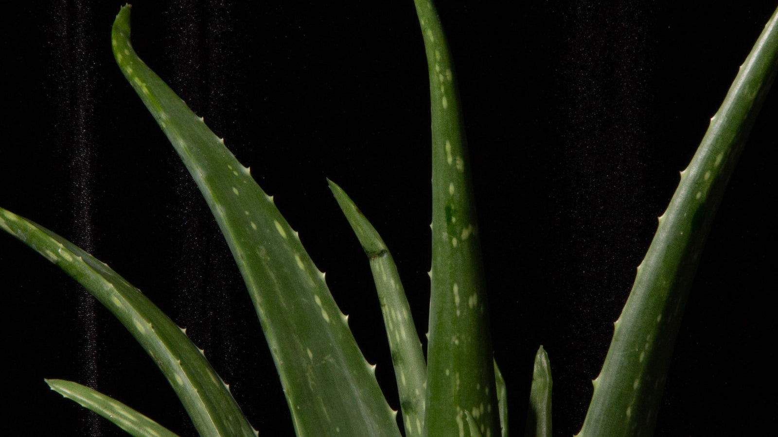Aloe Leaves fanned out like hair representing aloe benefits for hair