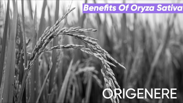 Oryza Sativa: The Science and Tradition Behind Rice for Hair & Scalp Health