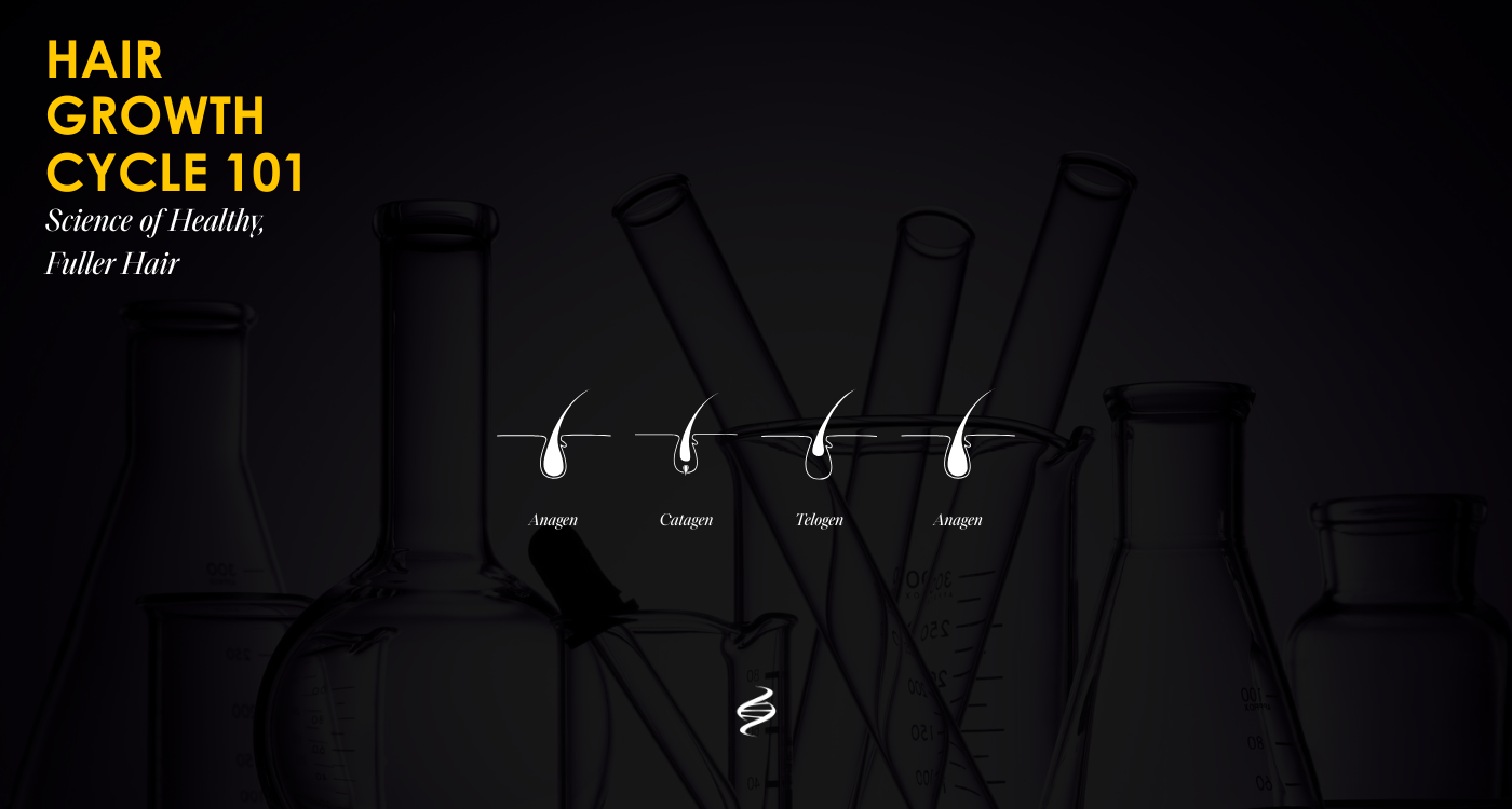 Hair Growth Cycle 101:science of healthy, fuller hair written over drawing of the stages of the hair growth cycle