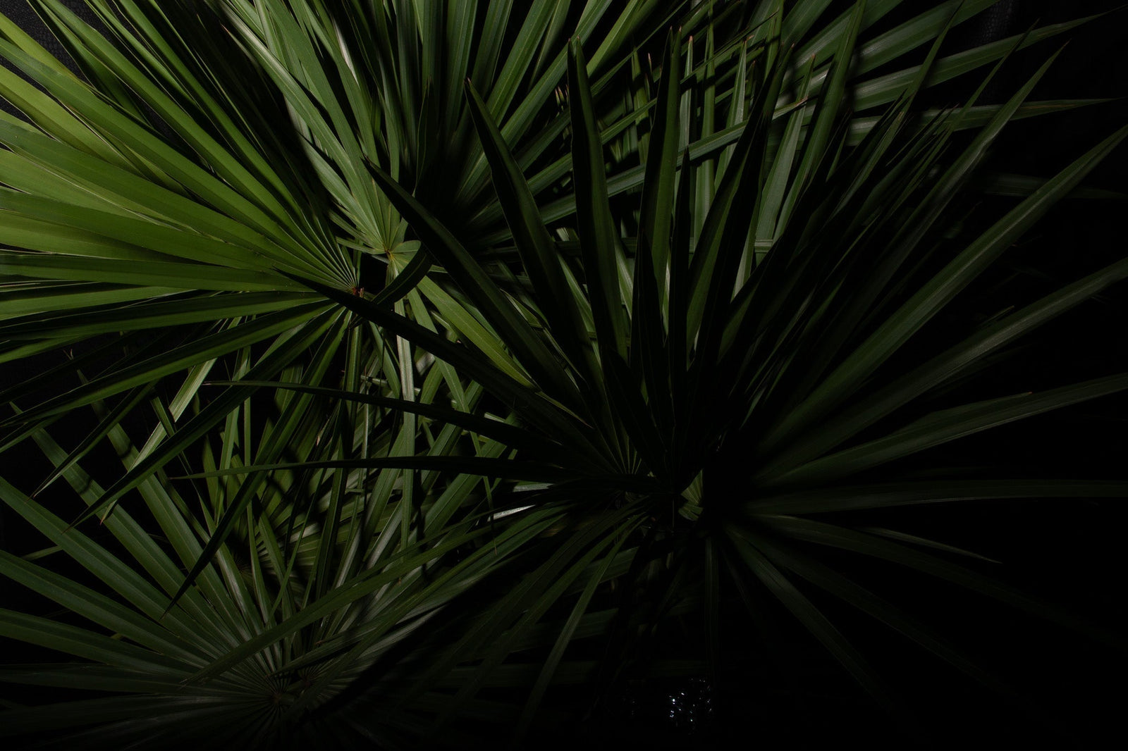 Benefits of Saw Palmetto For Hair