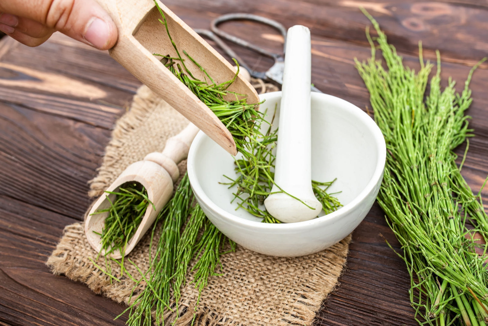 Benefits of Horsetail For Hair