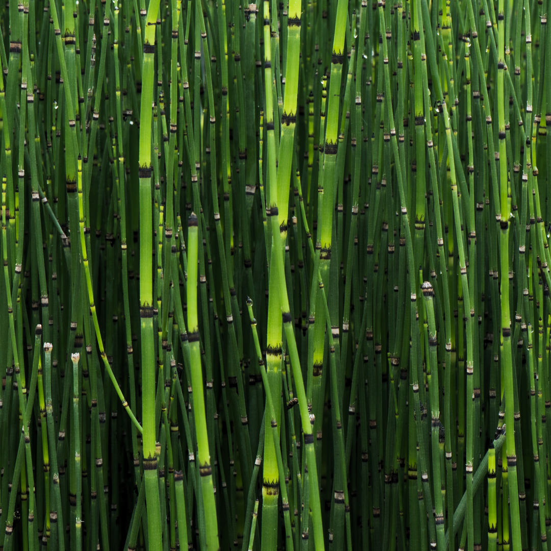 Picture of Horsetail Plant