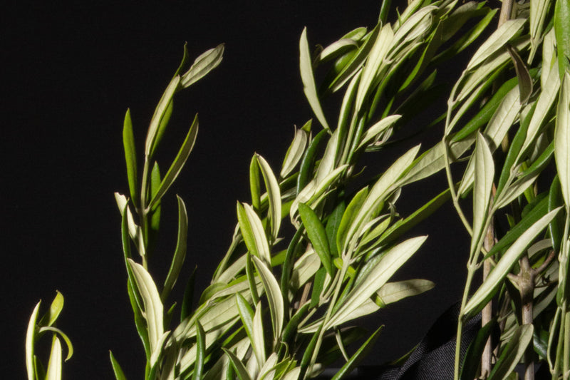 Olive Leaf