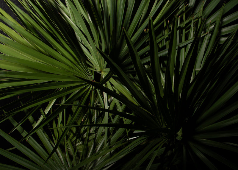 Saw Palmetto