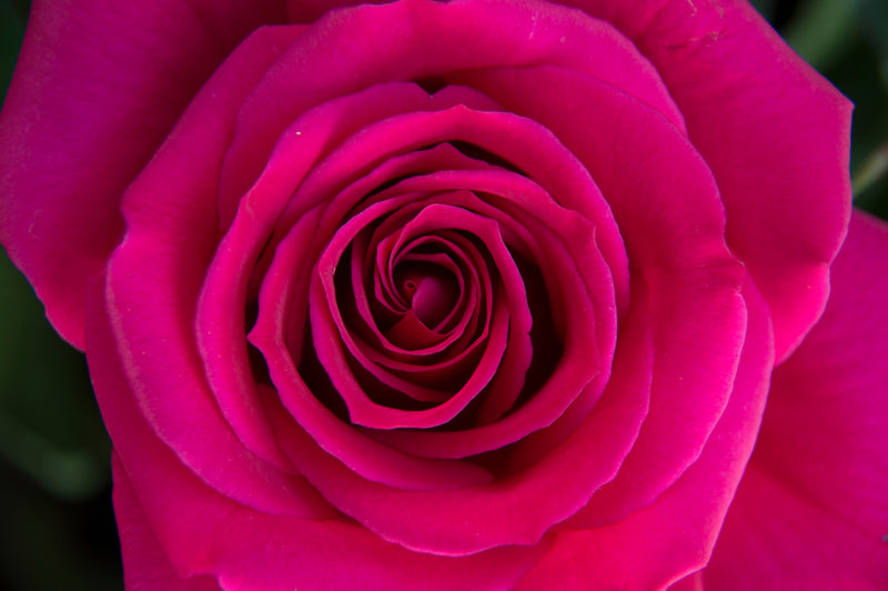 Rose Water
