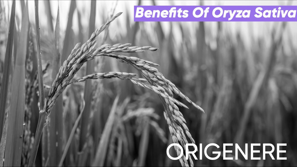 Oryza Sativa: The Science and Tradition Behind Rice for Hair &amp; Scalp Health