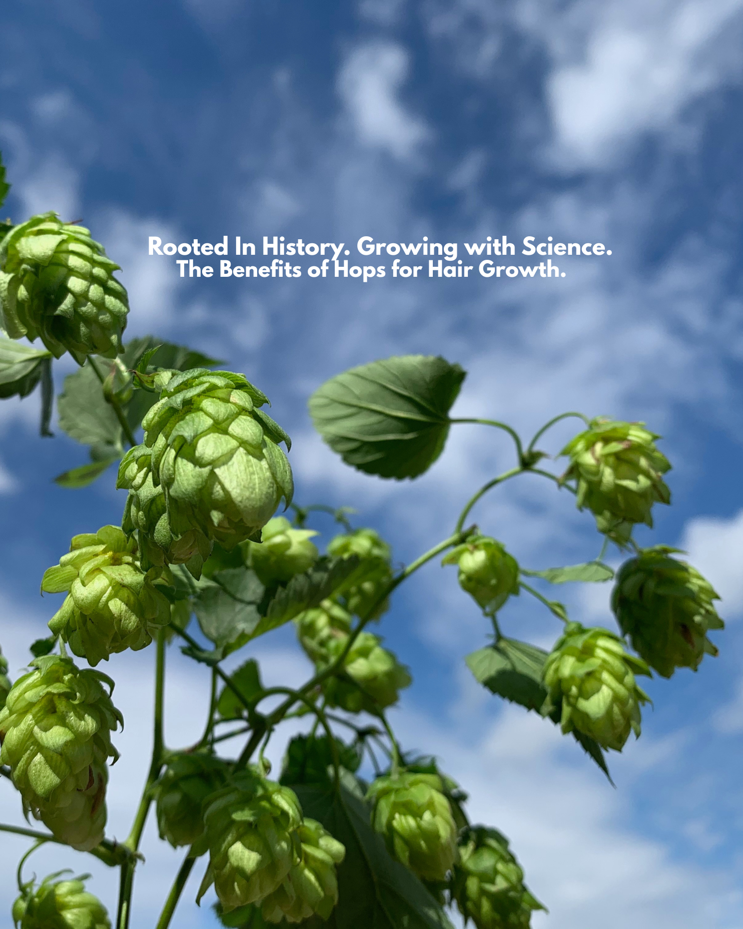 The Benefits of Hops for Hair Growth written over Hops coming up from the ground with a blue sky in background