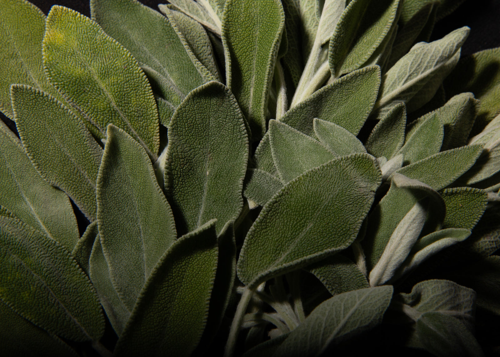 Botanical Brilliance: A Physician's review of Sage