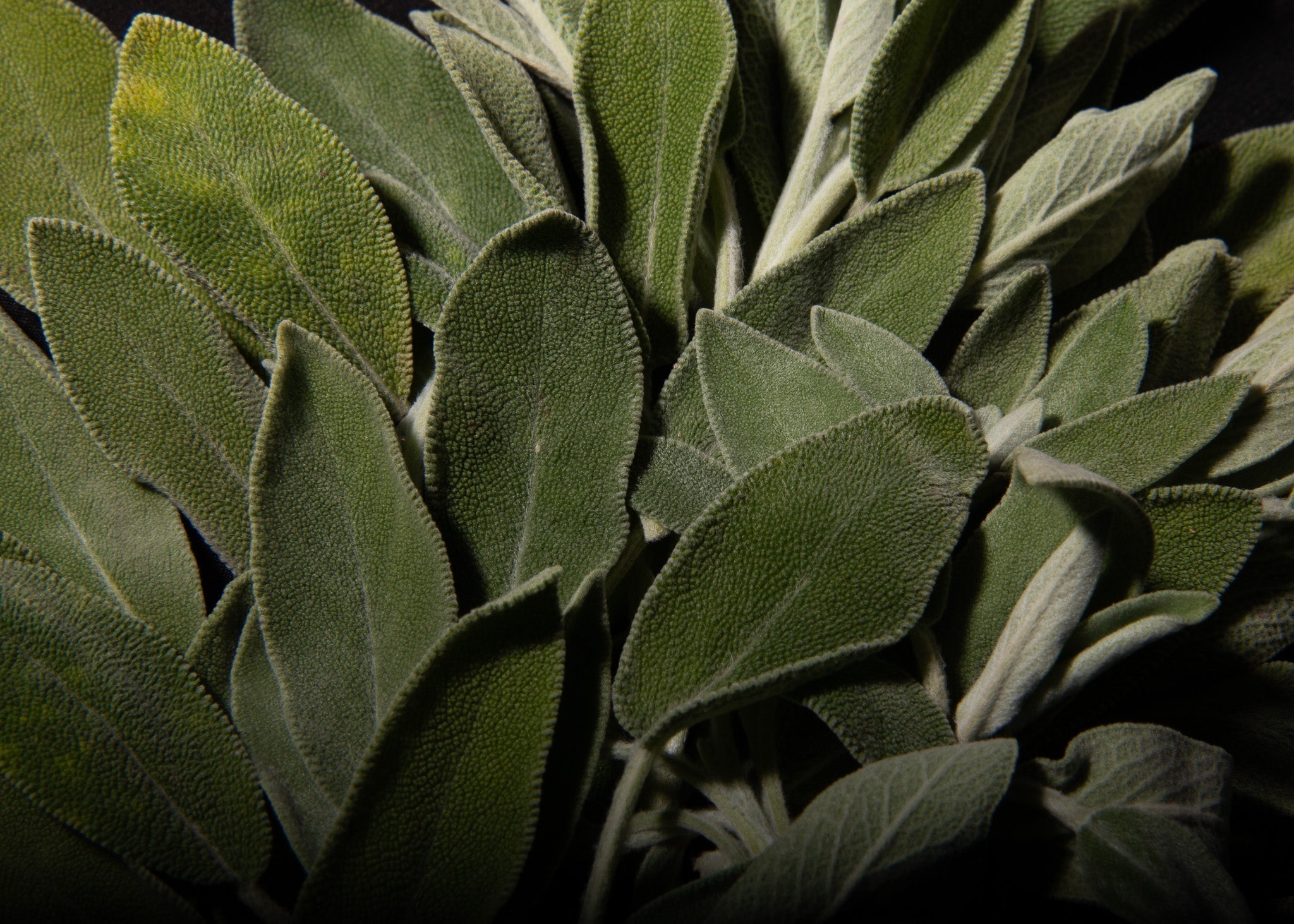 Benefits of Sage for Hair