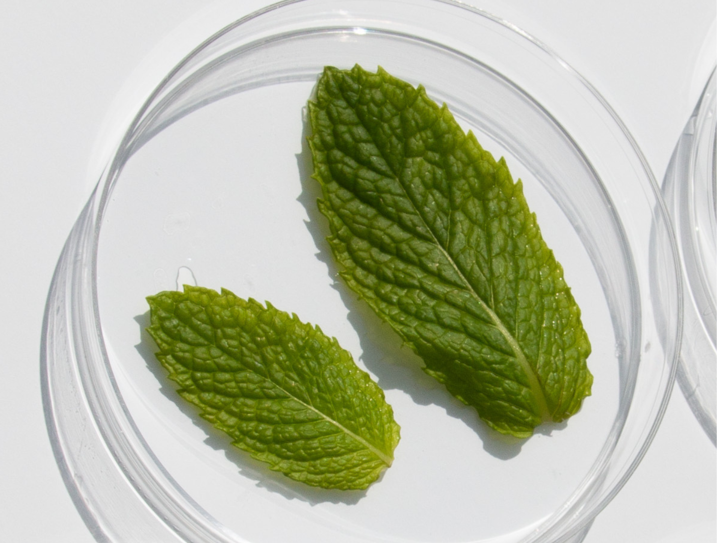 Hair Benefits of Peppermint Oil