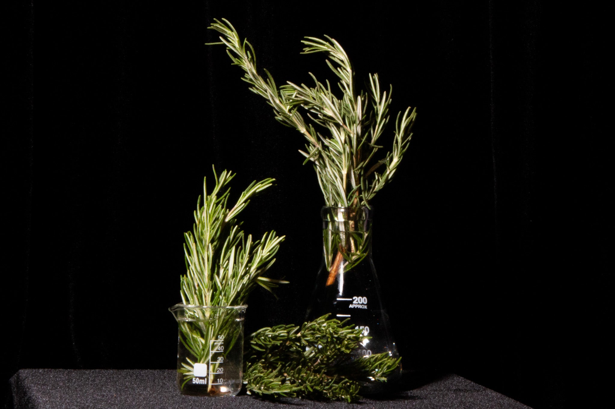 Two glass beakers of different sizes containing sprigs of rosemary, with an additional sprig of rosemary lying on the table between them.