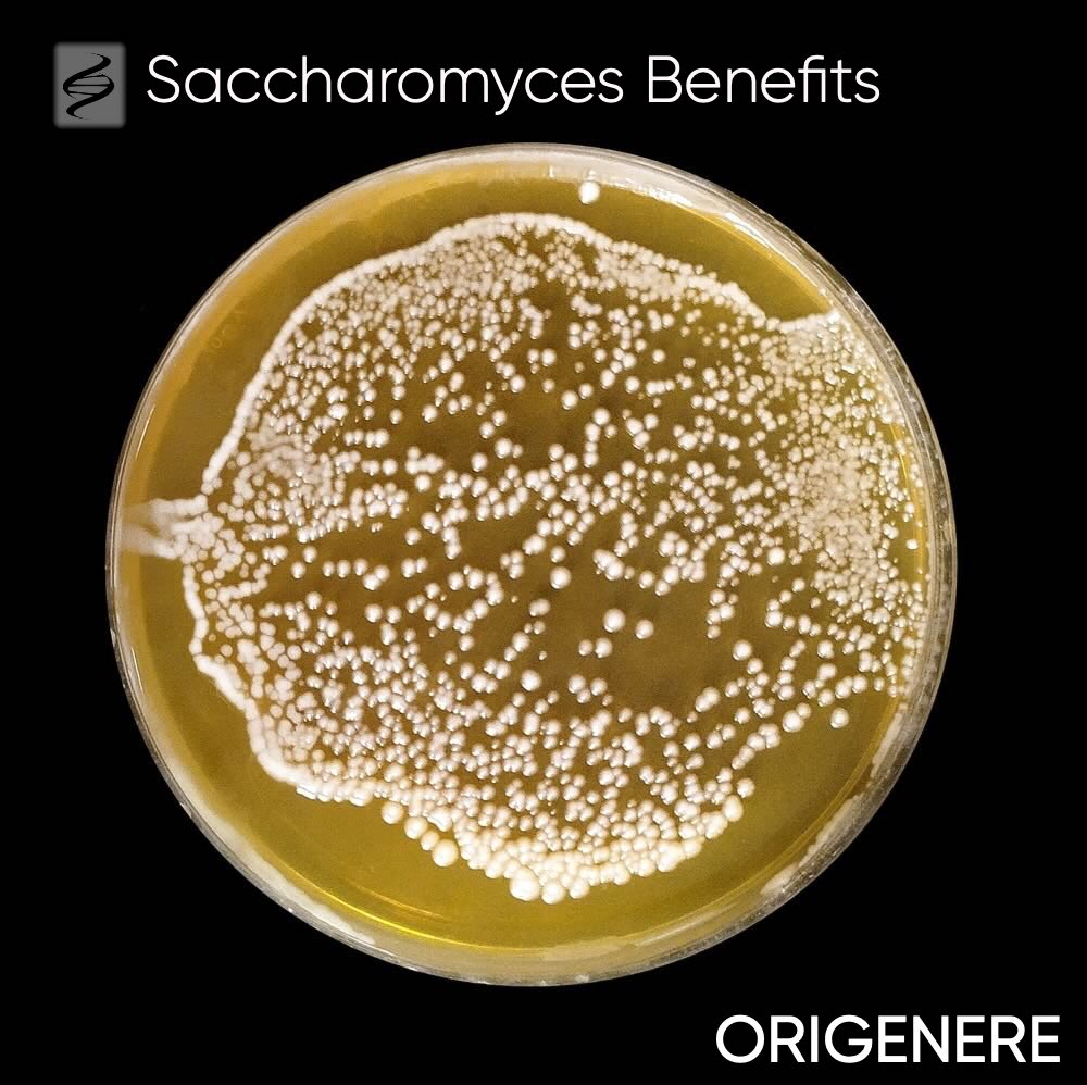 Saccharomyces Petri Dish