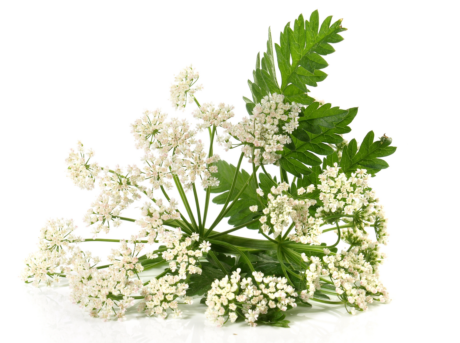 Yarrow Benefits For Hair