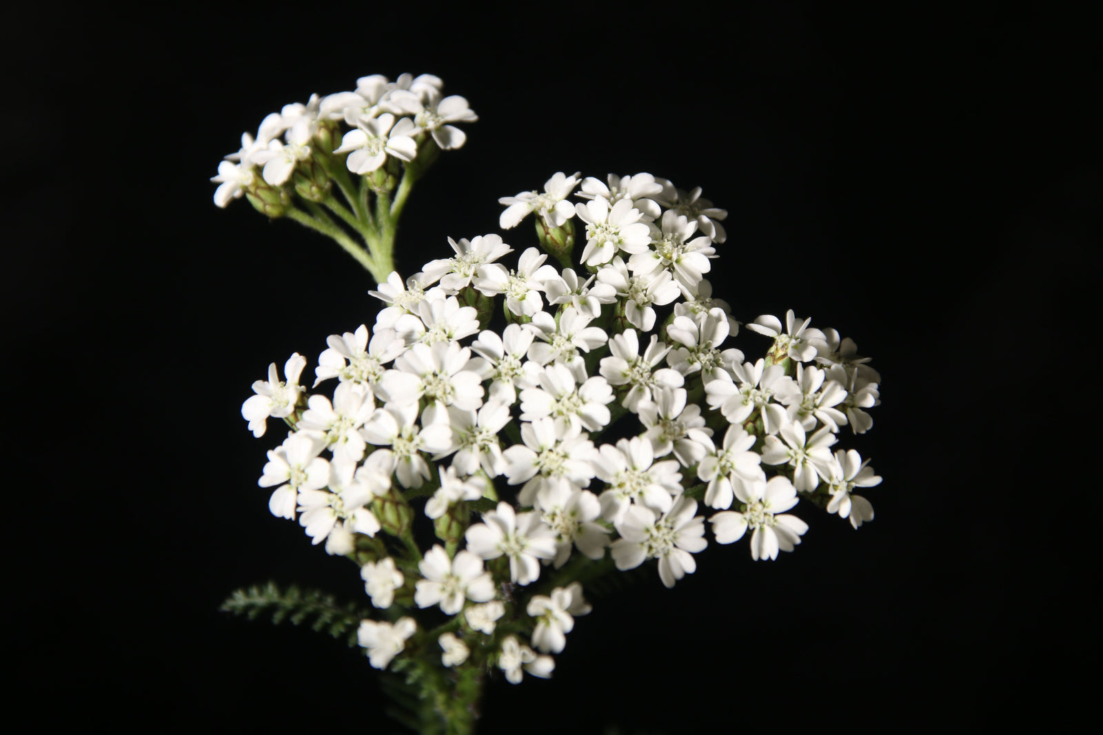 Yarrow Benefits For Hair: Botanical Brilliance