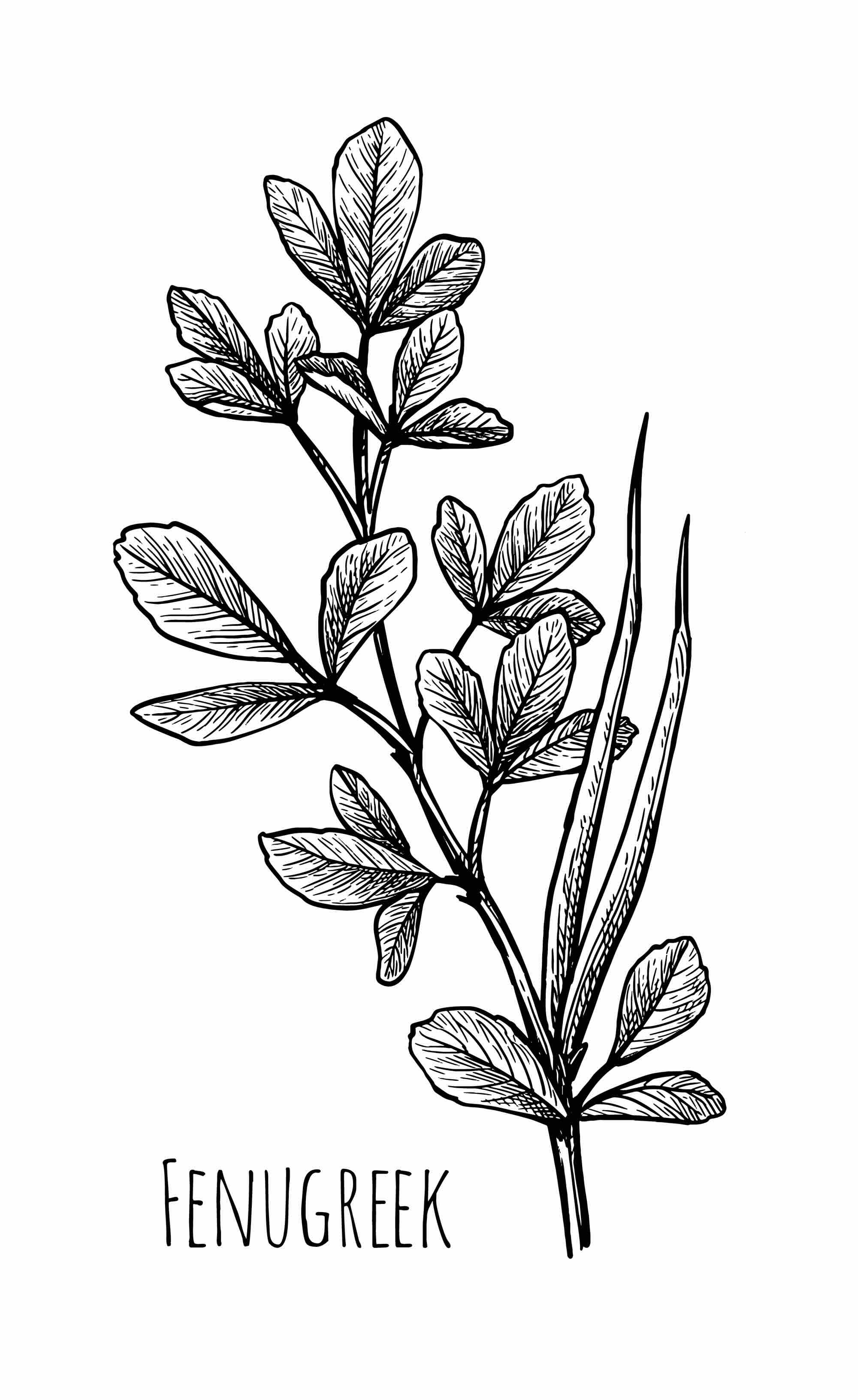 Benefits of Fenugreek For Hair