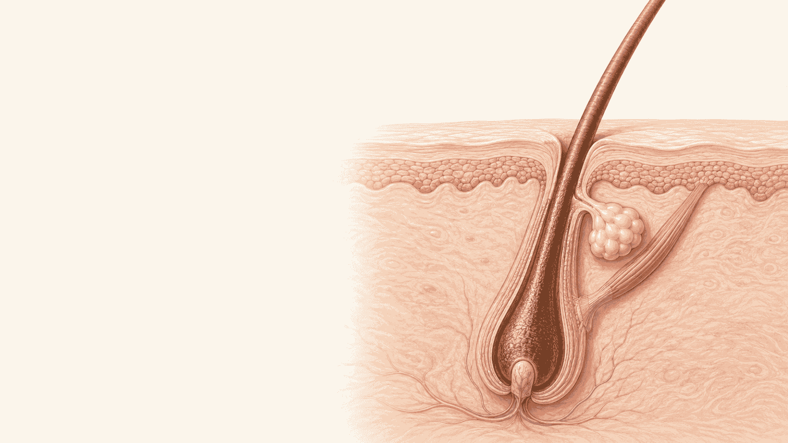 Hair anatomy illustration showing the hair shaft above the scalp and the root, follicle and bulb below the skin
