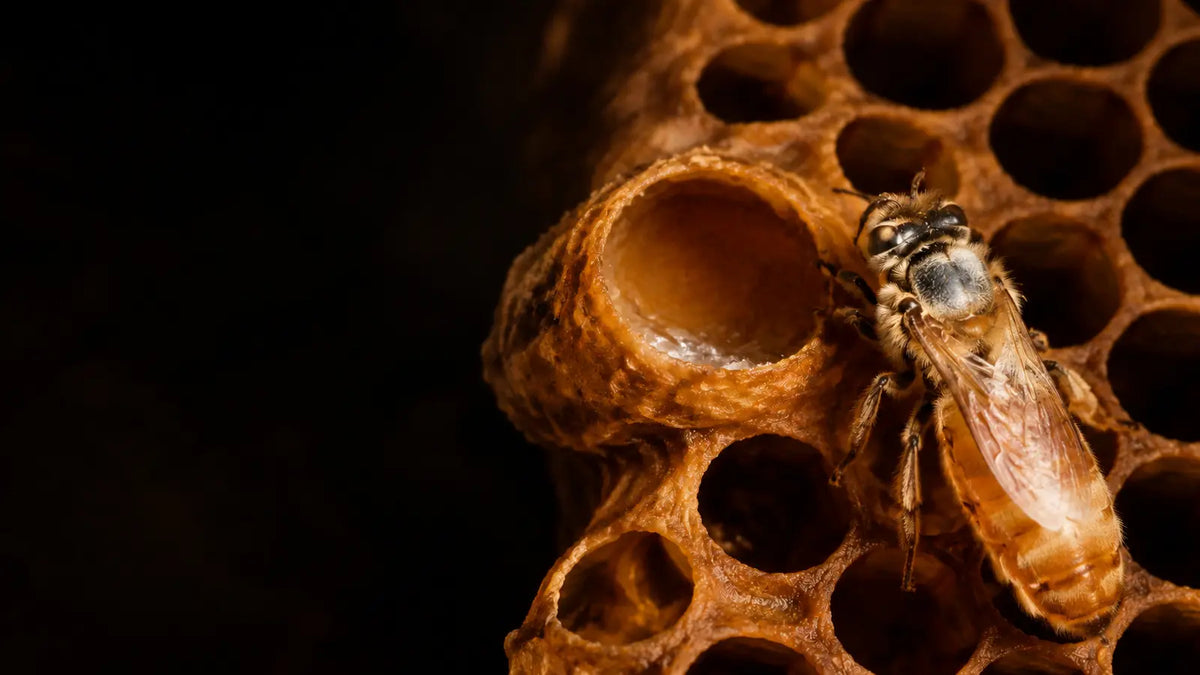 Queen honeybee beside a queen cell containing a small amount of royal jelly