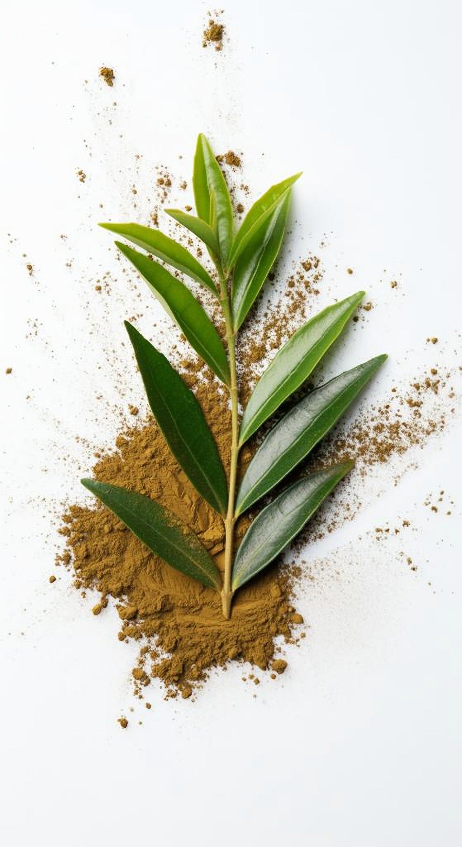 Benefits of Tea Tree For Hair 