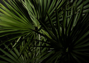 NATURALE PURITY COLLECTION