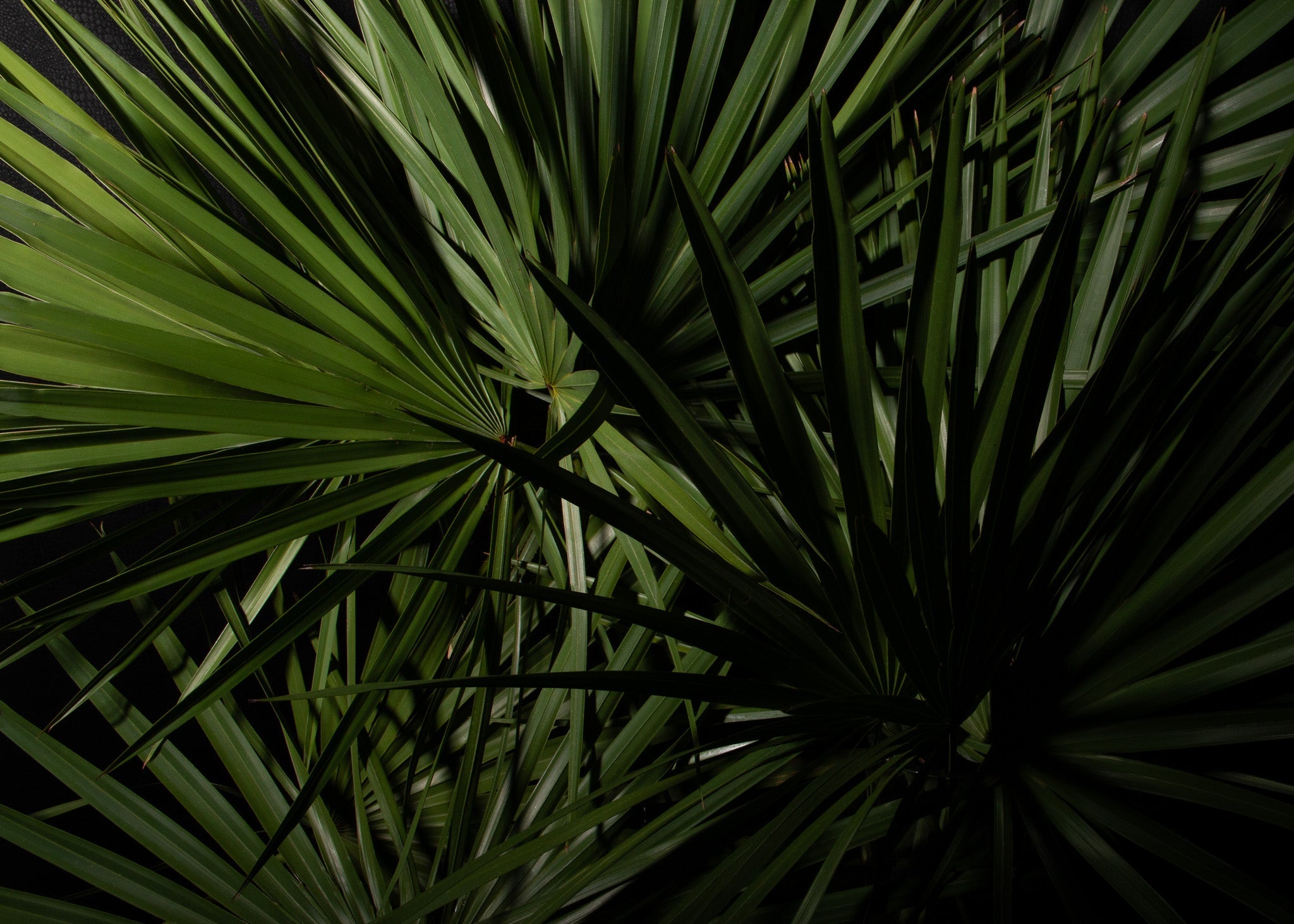 NATURALE PURITY COLLECTION