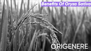 Oryza Sativa