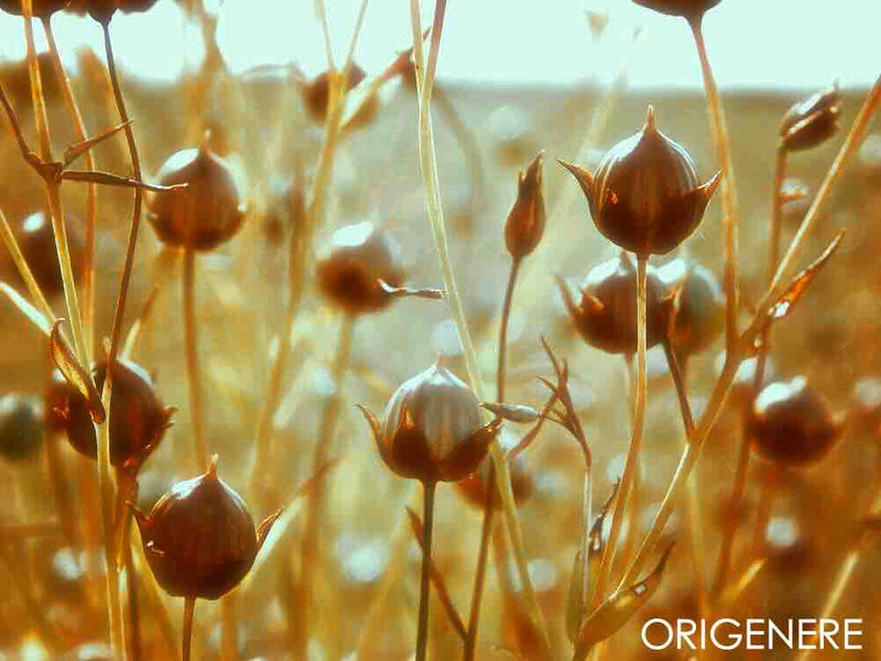 Linseed