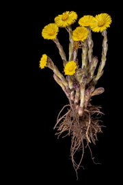 Coltsfoot