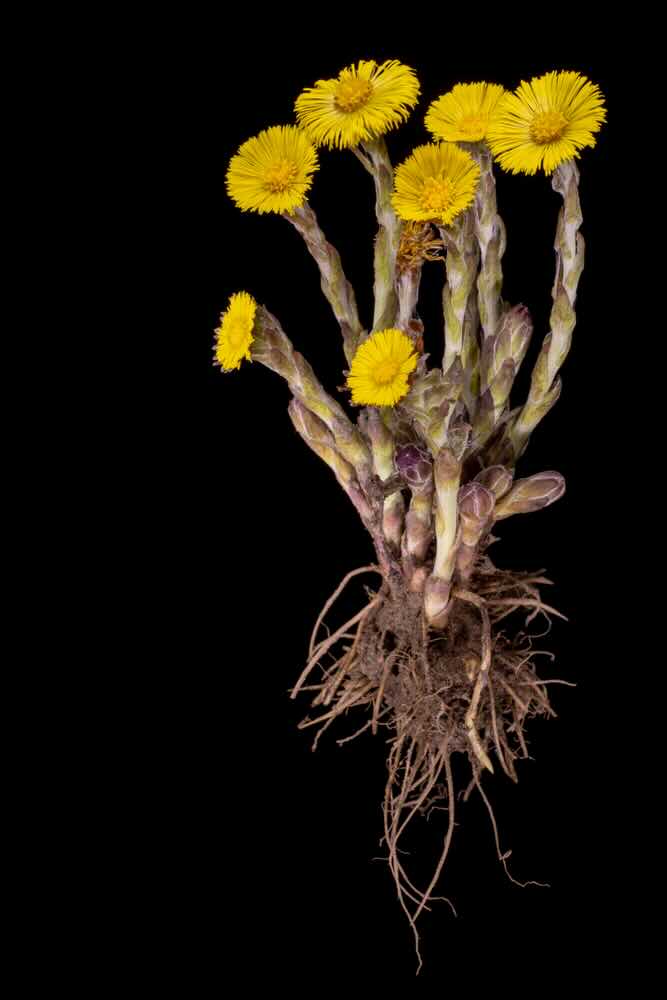 Coltsfoot