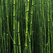 Horsetail