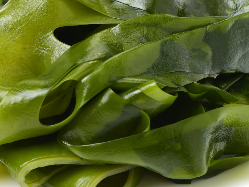 Kelp