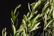 Olive Leaf