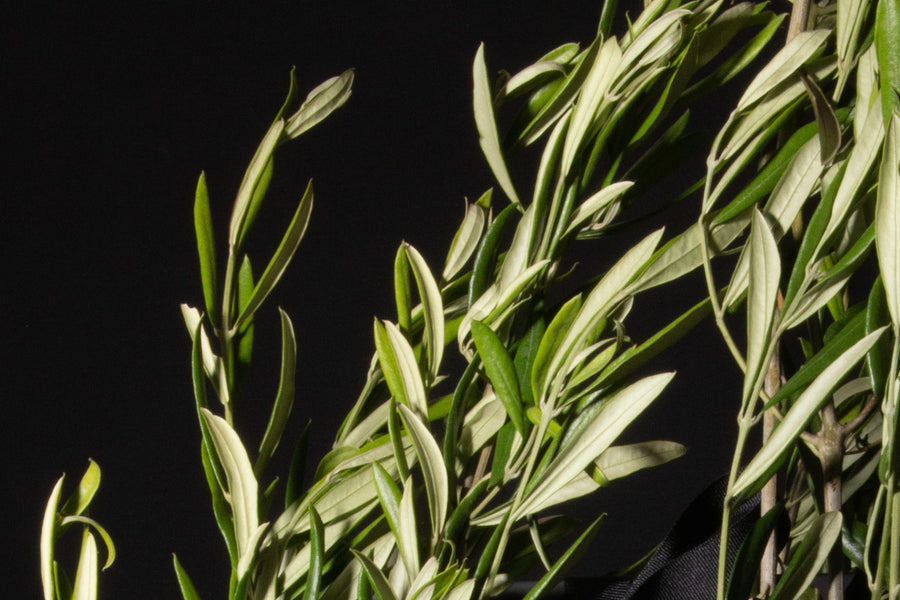 Olive Leaf