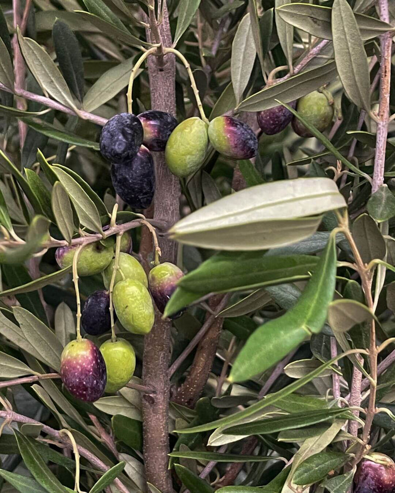 Olive Fruit