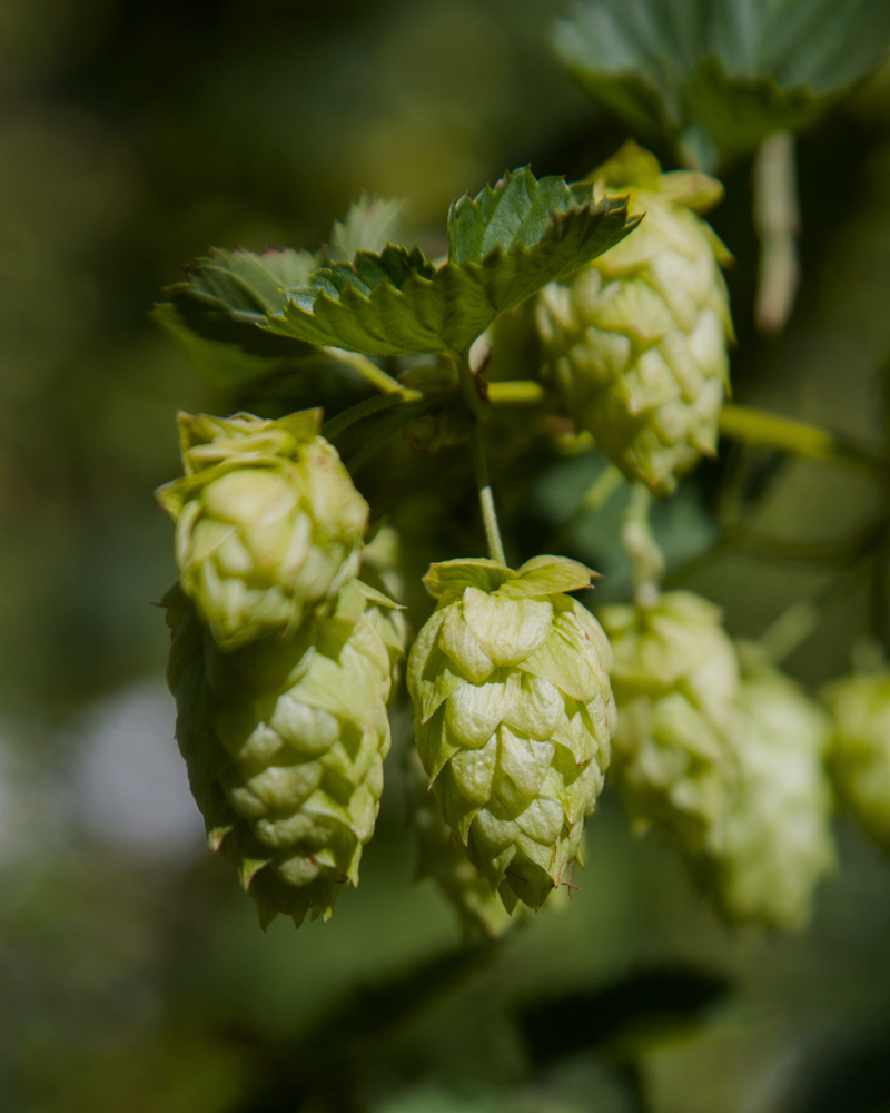 Hops