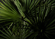 Saw Palmetto