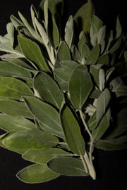 Sage