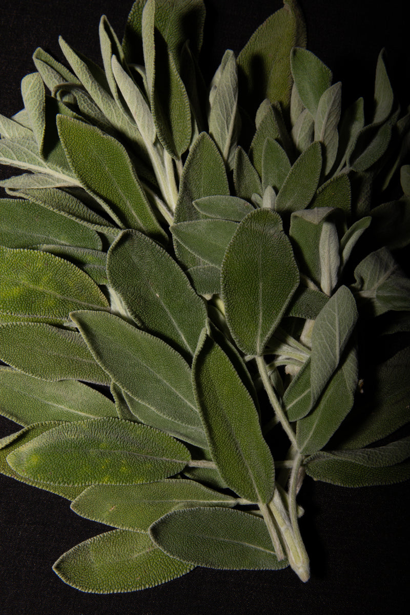 Sage