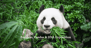 Bamboo Silica