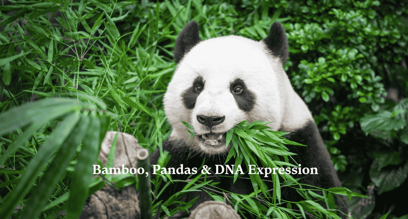Bamboo Silica