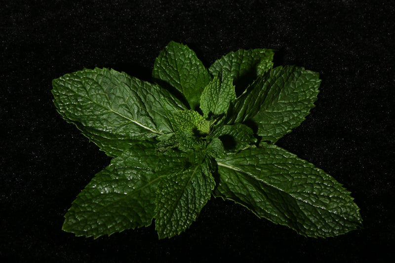 Peppermint