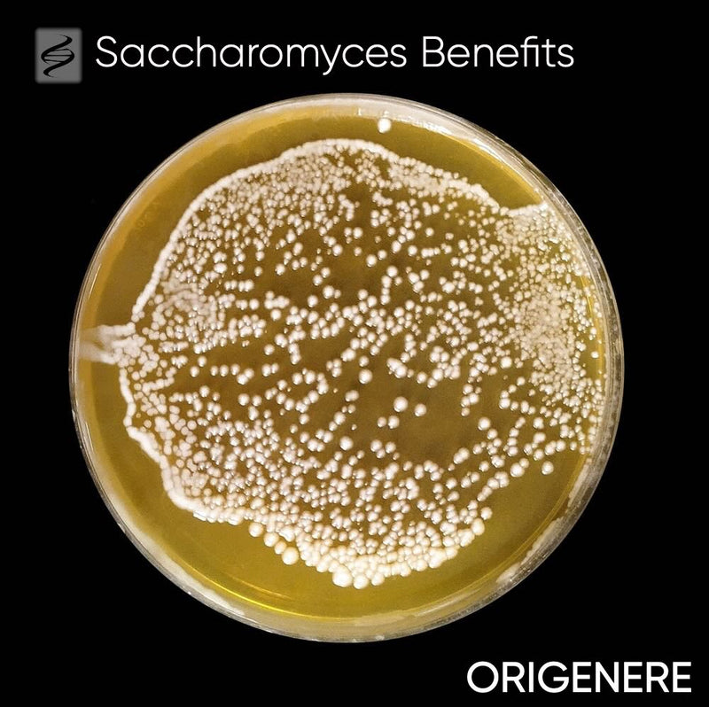 Saccharomyces Ferment Lysate Filtrate