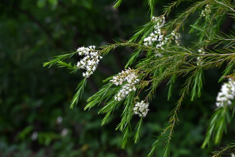 Tea Tree