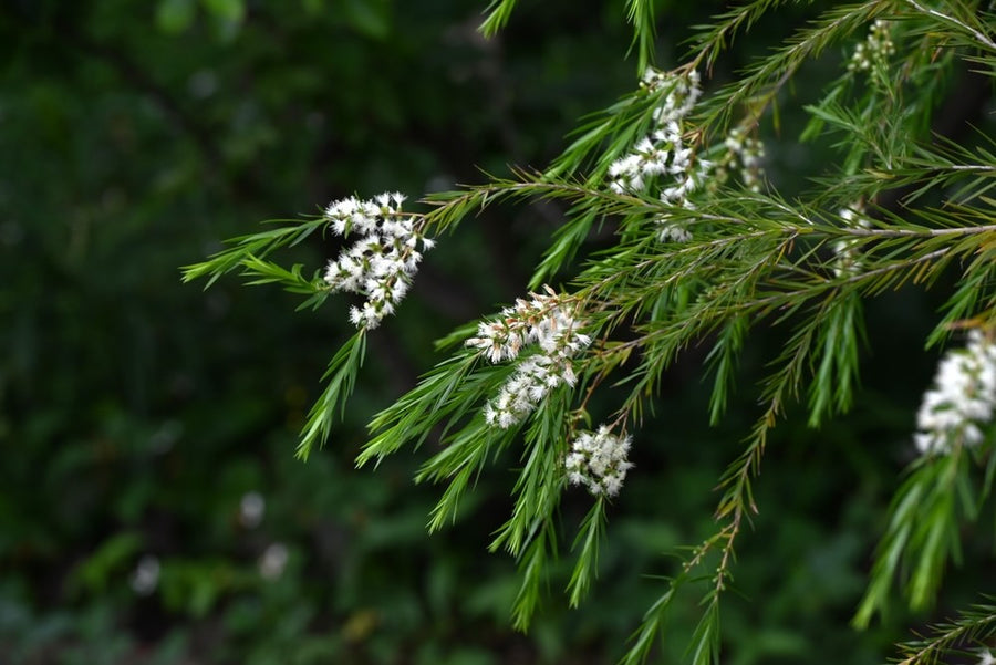 Tea Tree