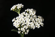 Yarrow