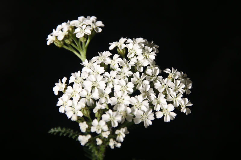 Yarrow