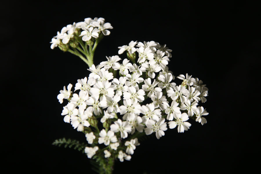 Yarrow