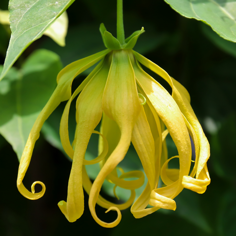 Ylang Ylang