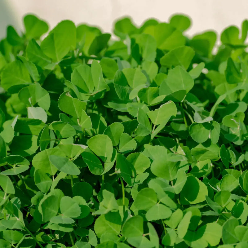 Fenugreek