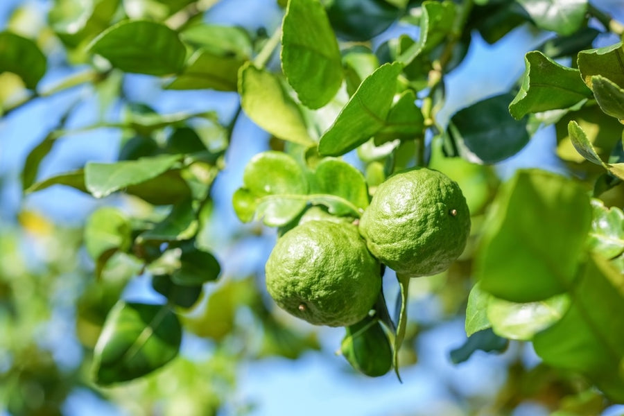 Bergamot
